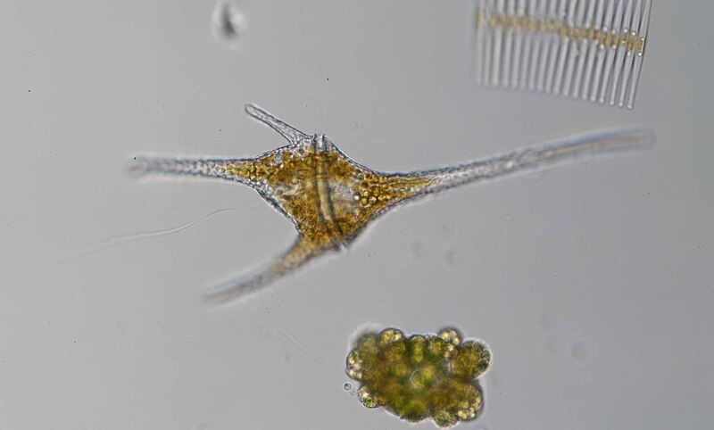 <i>Ceratium hirundinella</i>