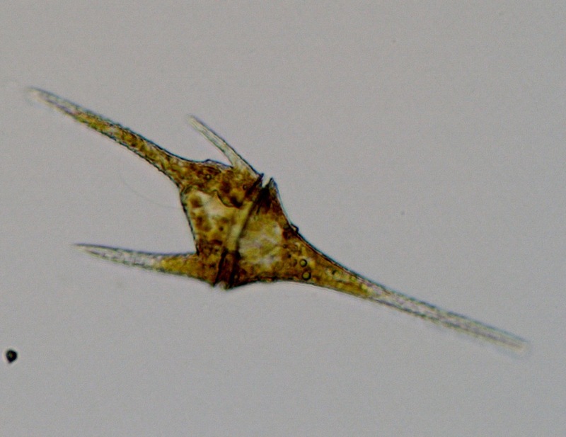 <i>Ceratium furcoides</i>