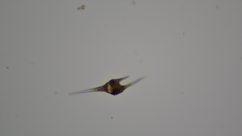 <i>Ceratium furcoides</i>