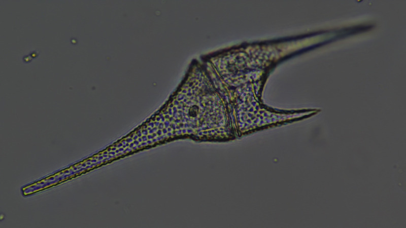 <i>Ceratium furcoides</i>