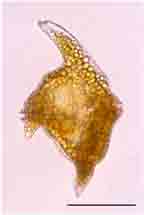 <i>Ceratium  corundum</i>