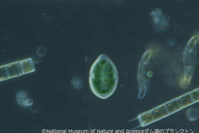 <i>Nusuttodinium acidotum</i>
