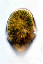 <i>　Gymnodinium fuscum</i>