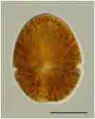 <i>Gymnodinium palustre</i>