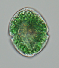 <i>Nusuttodinium aeruginosuqm</i>