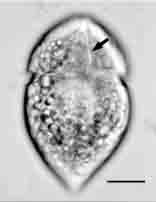 <i>Gyrodinium helveticum</i>
