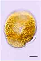 <i>Borghiella tenuissima</i>