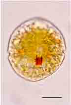 <i>Novella aciculate</i>