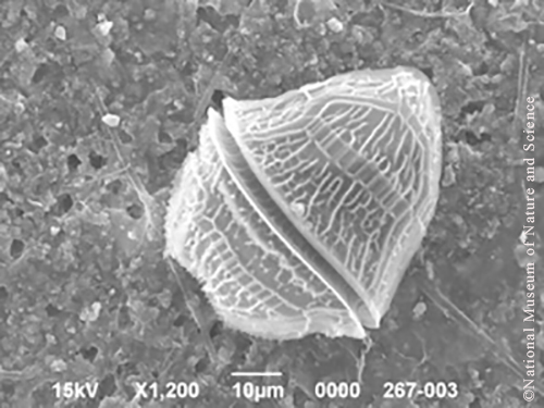 <i>Peridinium bipes var. occultatum</i>