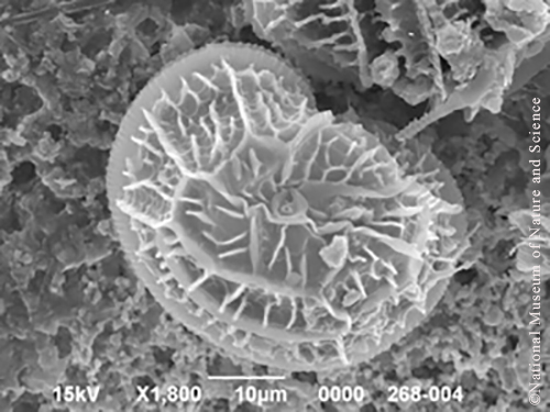 <i>Peridinium bipes f. occultatum</i>