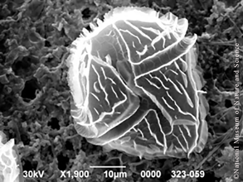 <i>Peridinium bipes var. occultatum</i>