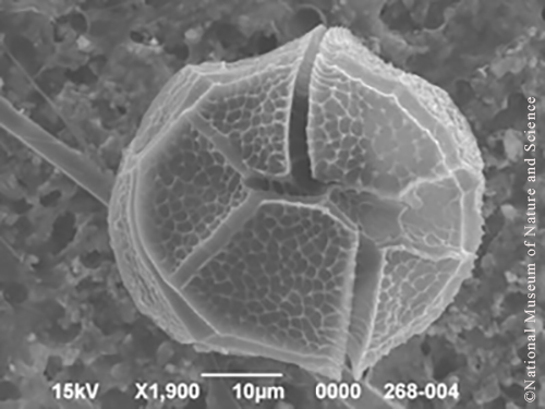 <i>Peridinium willei</i>