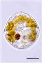 <i>Naiadiniium polonicum</i>