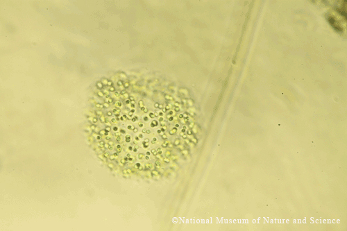<i>Coelosphaerium kuetzingianum</i>