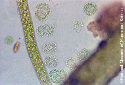 <i>Snowella lacustris</i>