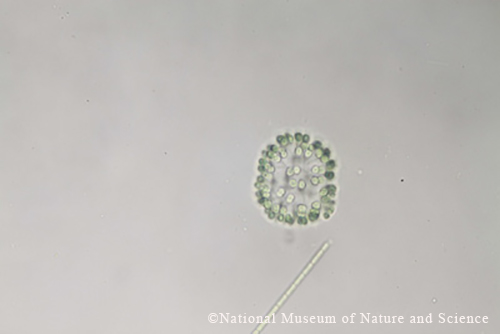 <i>Snowella litoralis</i>