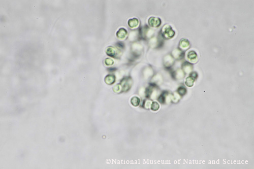 <i>Snowella litoralis</i>