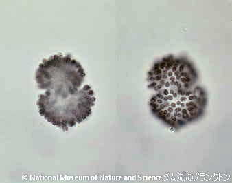 <i>Woronichinia naegeliana</i>