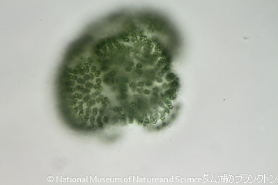 <i>Woronichinia naegeliana</i>
