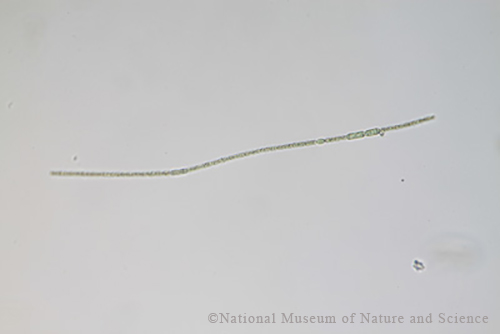 <i>Aphanizomenon gracile</i>
