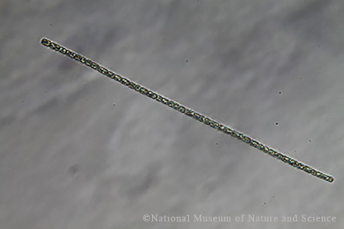 <i>Aphanizomenon gracile</i>
