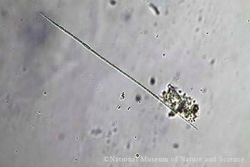 <i>Cuspidothrix issatschenkoi</i>