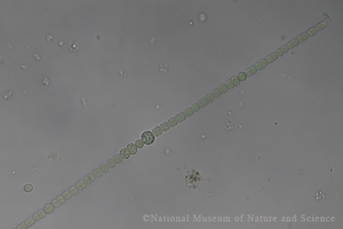 <i>Sphaerospermopsis aphanizomenoides</i>