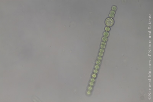 <i>Sphaerospermopsis kisseleviana</i>