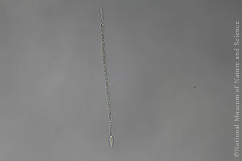 <i>Raphidiopsis raciborskii (Cylindrospermopsis raciborskii)</i>