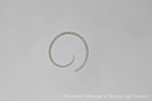 <i>Raphidiopsis curvata</i>