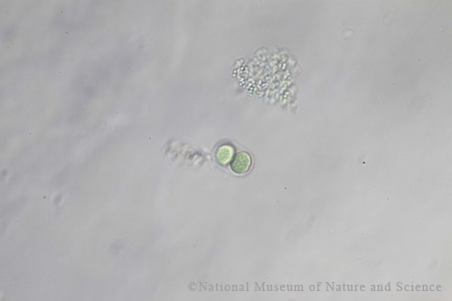 <i>Chroococcus minutus</i>