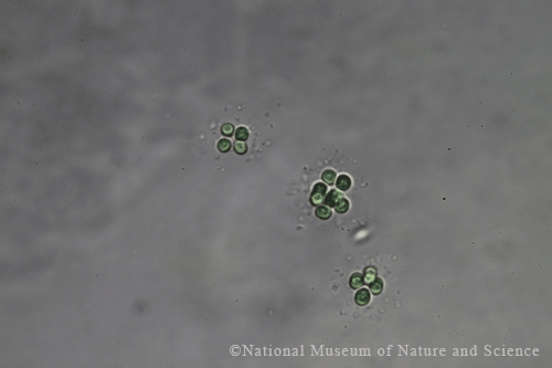 <i>Eucapsis sp.</i>