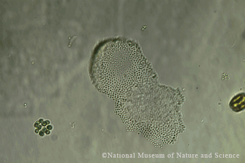 <i>Pannus spumosus</i>