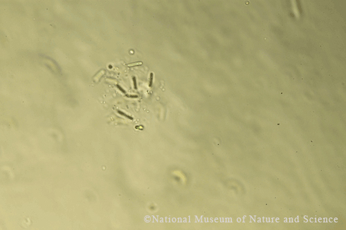 <i>Lemmermanniella flexa</i>