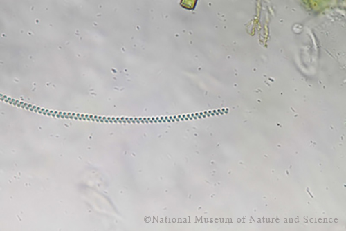 <i>Spirulina major</i>