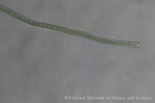 <i>Phormidium sp.</i>