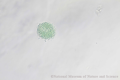 <i>Aphanocapsa incerta</i>