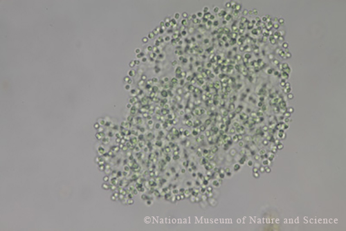 <i>Aphanocapsa planctonica</i>