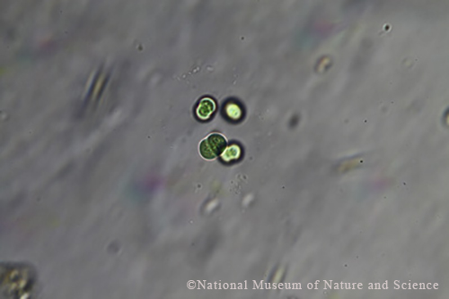 <i>Limnococcus limneticus</i>