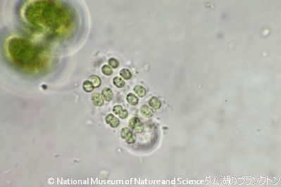 <i>Merismopedia tranquilla </i>