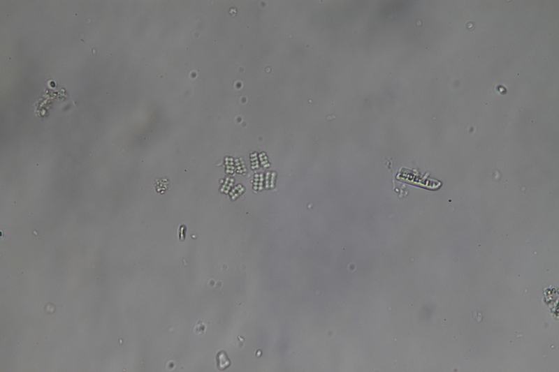 <i>Merismopedia tenuissima</i>