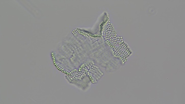 <i>Merismopedia tenuissima</i>