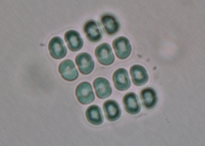 <i>Merismopedia sp.</i>