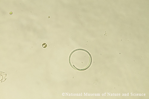 <i>Planktolyngbya contorta</i>