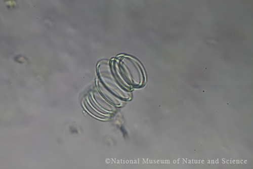 <i>Planktolyngbya contorta</i>