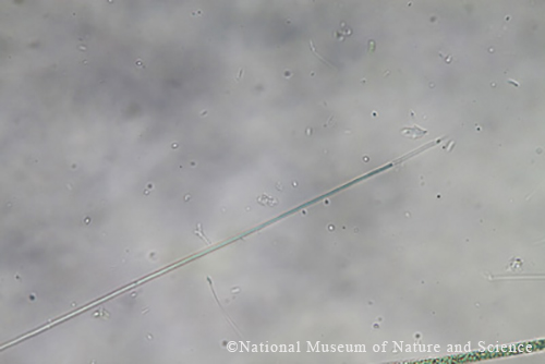 <i>Planktolyngbya limnetica</i>