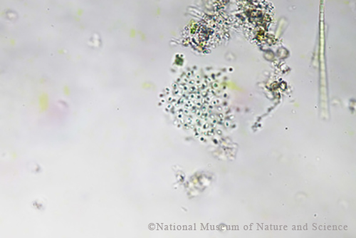 <i>Anathece minutissima</i>