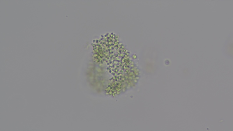 <i>Anathece bacmannii</i>