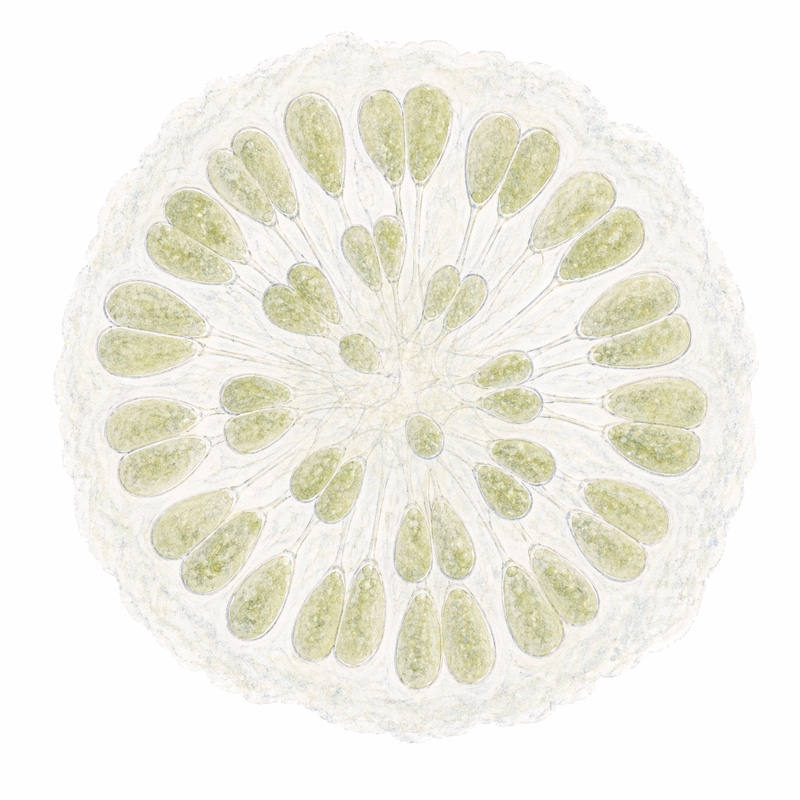 <i>Gomphosphaeria属 模式図</i>