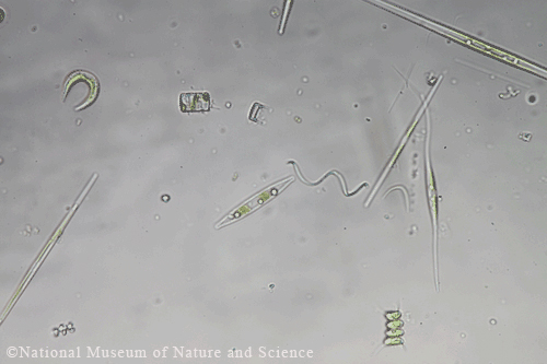 <i>Glaucospira laxissima</i>